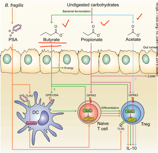 scfas and tcell differentiation